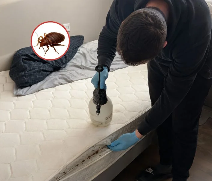 Technicien traitant un matelas contre les punaises de lit à Pommeuse
